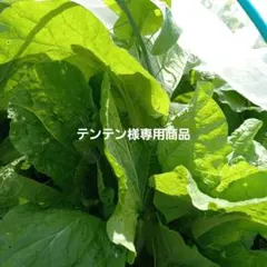 テンテン様専用商品