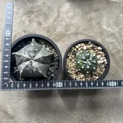 2026年最新】瑠璃兜錦の人気アイテム - メルカリ