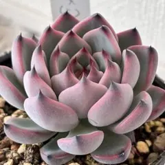 紫紺の矢　ミックスベリア　おらいさん　多肉植物　エケベリア　抜き苗