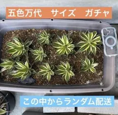 2026年最新】五色万代の人気アイテム - メルカリ