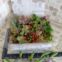 【現物発送☆メルカリ便】多肉植物 セダム カット苗　多肉詰め合わせ　寄せ植えに