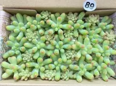 89 多肉植物　多肉弁当　詰め合わせ　寄せ植え　セット　カット苗　乙女心　花団錦