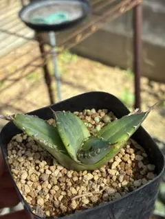 多肉植物　アガベ チタノタ　覆輪黄斑