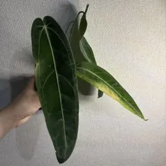 l*T様 アンスリウム　ワロクアーナムのサムネイル