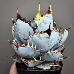 2025年最新】アガベ の人気アイテム - メルカリ