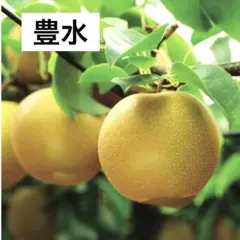 ⚠️れある♥りよん♥ありな♥様専用⚠️ 茨城県産 梨/凛夏 家庭用