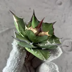 2026年最新】白犀の人気アイテム - メルカリ