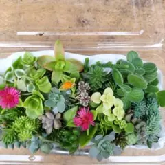 多肉植物　お任せセダムカット苗セット