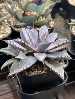 2026年最新】アガベ棚の人気アイテム - メルカリ