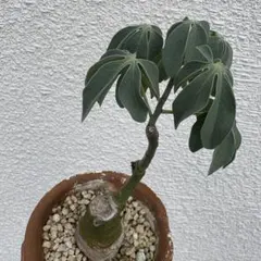 9月入荷 アデニア グラウカ 10粒 種 種子 証明書あり0310 9月入荷 アデニア グラウカ 10粒 種 種子 証明書あり1407