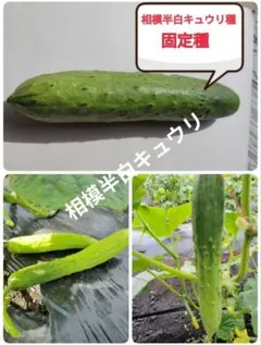 新潟県産 八色西瓜 2玉 秀Lサイズ - メルカリ