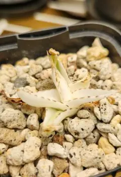 アガベ　笹の雪　極氷山　白虎斑　胴切りの天　発根済み 多肉植物：アガベ 笹の雪白虎斑 極氷山*9.5cm 現品 一品限り