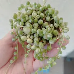 多肉植物　斑入りグリーンネックレス 抜き苗ポットの中全部