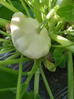 野崎弘央様 リクエスト 3点 まとめ商品