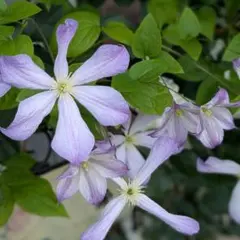 クレマチス　挿し木苗のサムネイル
