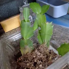 ちぃさん様　　確認用です。