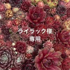 売切sale センペル森 センペル丼30cm大鉢✡️Sempervivum 寄植 センペルビウムの販売,センペルビウムの通販センペルビウムの