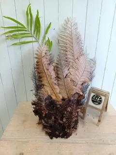 tomoky1224様 リクエスト 2点 まとめ商品