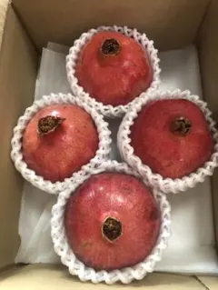 496.お買得アメリカ産ザクロ4玉箱込み1.3kg