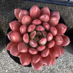 2026年最新】ピンクルルビー 多肉の人気アイテム - メルカリ