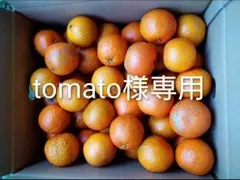 2026年最新】タンカン 屋久島の人気アイテム - メルカリ
