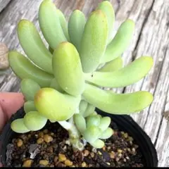 根本に赤ちゃんいっぱい♡大きい乙女心　抜き苗‼︎多肉植物　セダムのサムネイル