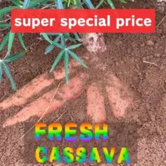 2026年最新】cassavaの人気アイテム - メルカリ