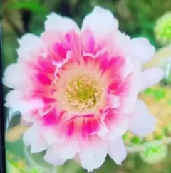 花サボテン タイ系 ロビビアM02 ピンクオレンジ色花 カキコ未根 - メルカリ