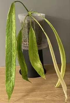 2026年最新】アンスリウム斑入りの人気アイテム - メルカリ