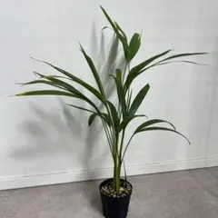 耐寒性ヤシシュロの木2株植え◇南国リゾート西海岸ドライガーデン