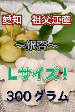 Lサイズ　300グラム 愛知県　祖父江産　銀杏(久寿)
