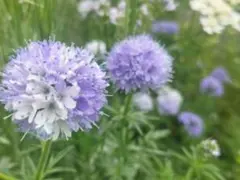 2026年最新】花 種 珍しいの人気アイテム - メルカリ