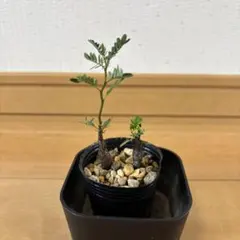 （速達付き）ジーノ Ａ様 リクエスト 3点 まとめ商品