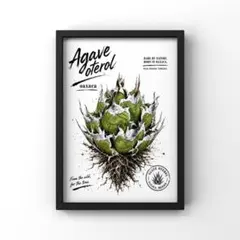 470 AGAVE アガベ　オテロイ　オアハカ　イラスト　ポスターのサムネイル