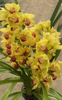 2026年最新】鉢花 シンビジュームの人気アイテム - メルカリ