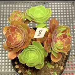 19#観葉植物 アエオニウム錦❤️リバーストーン❤️ 1大頭1小頭16cm 拔