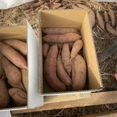 農薬除草剤　未使用栽培　６年目　べにはるか　5キロです。