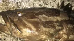 2026年最新】男女群島 本の人気アイテム - メルカリ