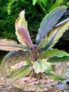 2026年最新】魚用品・水草の人気アイテム - メルカリ