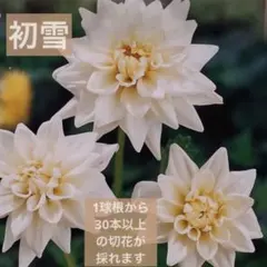 Kuni様 リクエスト 2点 まとめ商品