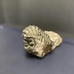 三葉虫の化石　デボン紀のサムネイル