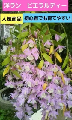 2026年最新】ピエラルディーの人気アイテム - メルカリ