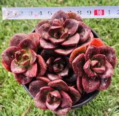 葛にゃん様 ご専用　值引70円　リクエスト 2点 まとめ商品