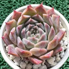 2025年最新】リラシナの人気アイテム - メルカリ