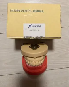 【即購入可能】NISSINデンタルモデル　顎模型　顎模型スタンド　歯石セット 即購入可能】NISSINデンタルモデル 顎模型 顎模型スタンド 歯石