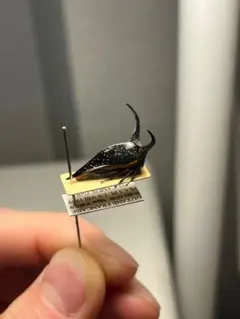 トゲトゲテントウムシダマシ 昆虫標本 Cacodaemonフトタマムシ - メルカリ