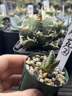 合掌バナナ苗 3本セット - メルカリ
