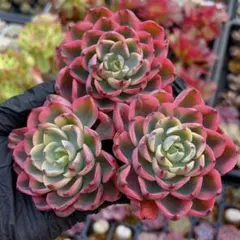 2025年最新】苗梱包の人気アイテム - メルカリ