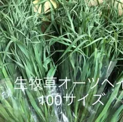 Item thumbnail for item c6602901-bfbf-4d08-93e6-7a703b2e6d77