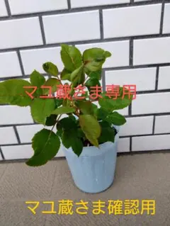 ★マユ蔵さま専用　オマージュバラバラの苗